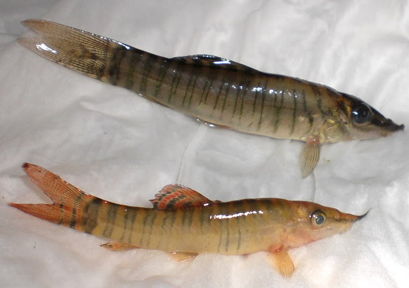 Two dead specimens of different ages, younger below.