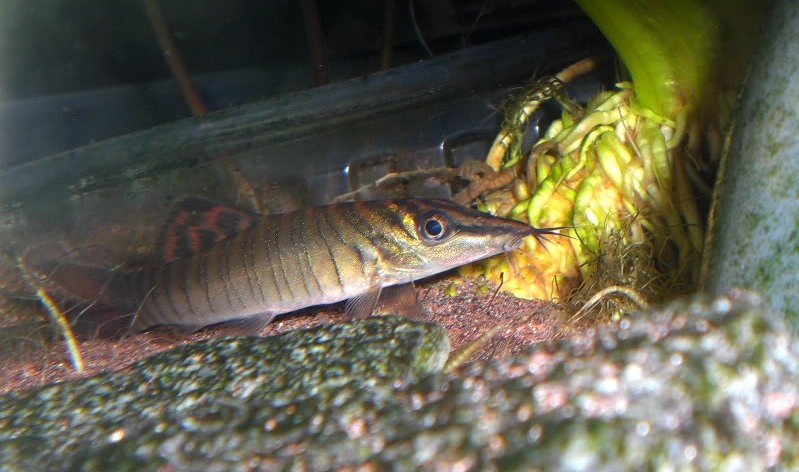 Juveniles often appear quite elongate in form...
