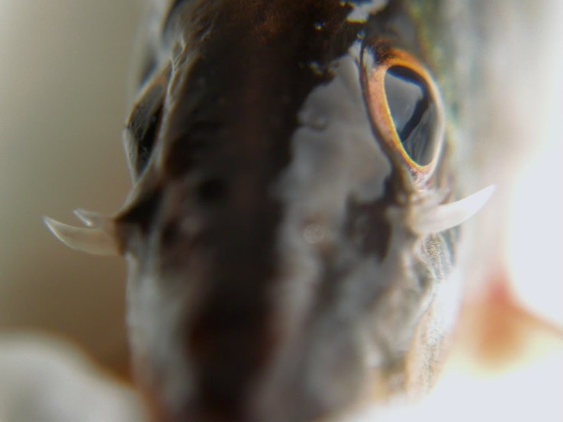 Detail of head with suborbital spines exposed (dead specimen).