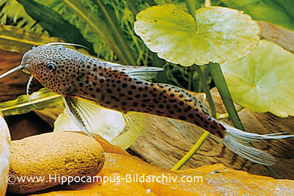 Synodontis acanthomias