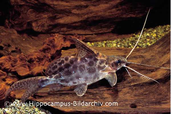 Synodontis alberti