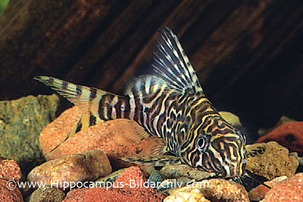 Synodontis aterrimus
