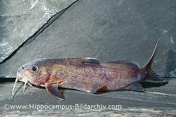 Synodontis dhonti