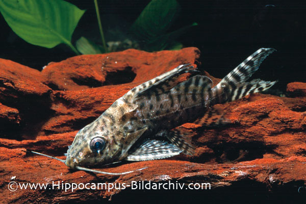 Synodontis eupterus subadult