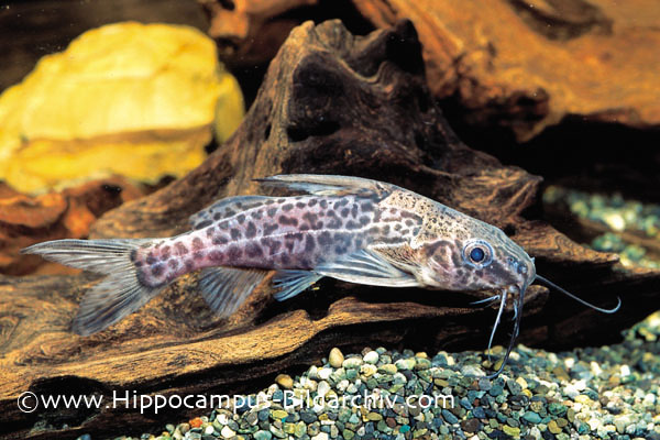 Synodontis greshoffi