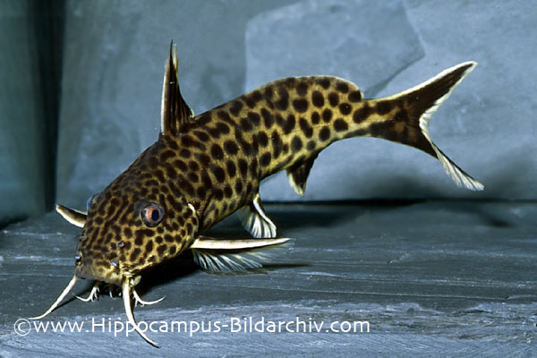 Synodontis polli