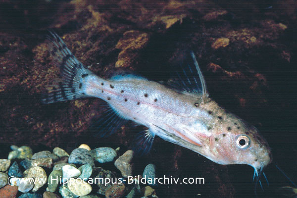 Synodontis robbianus
