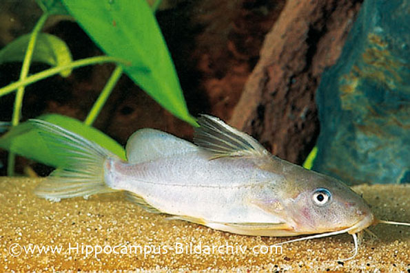 Synodontis schall