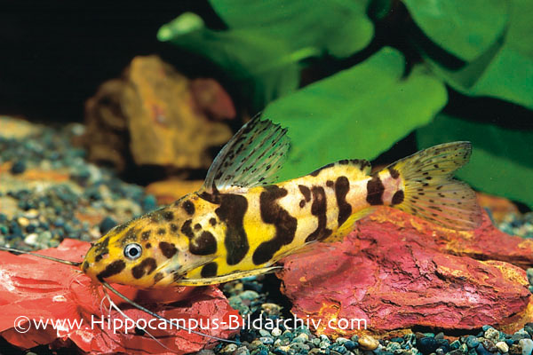 Synodontis schoutedeni