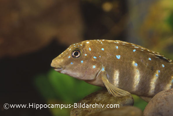 Tanganicodus irsacae