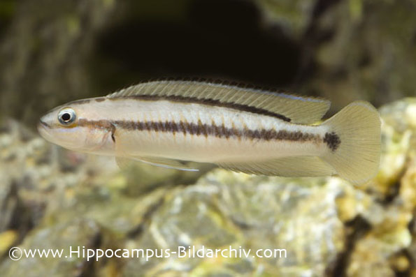 Telmatochromis vittatus
