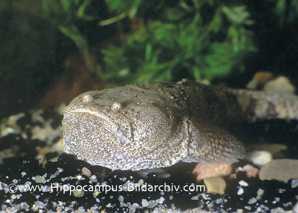Thalassophryne amazonica