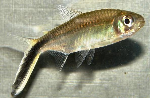 Thayeria obliqua