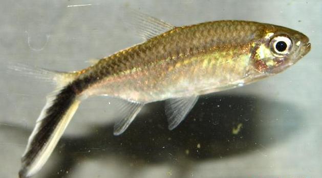Thayeria obliqua