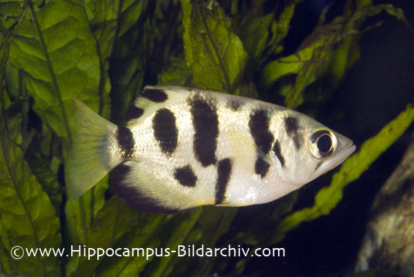 Toxotes chatareus juvenile