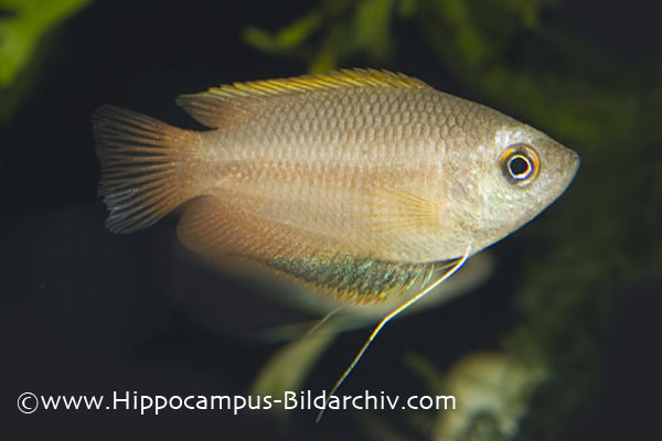 Male of Trichogaster chuna.