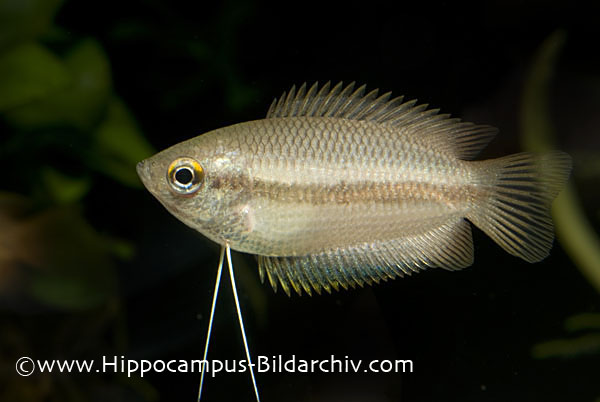 Female of Trichogaster chuna.