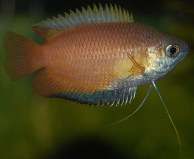 Nuptial male.