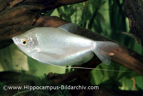 Trichogaster microlepis subadult