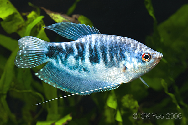 Trichogaster trichopterus var. "Opaline"