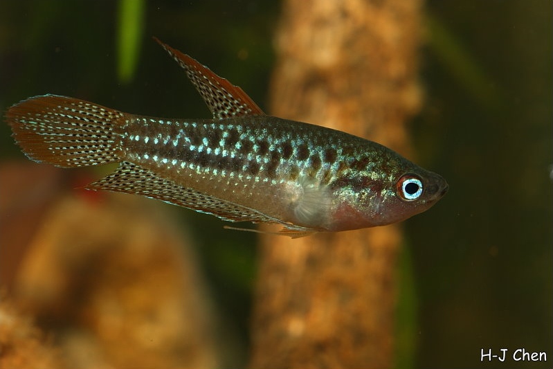 Adult male specimen.