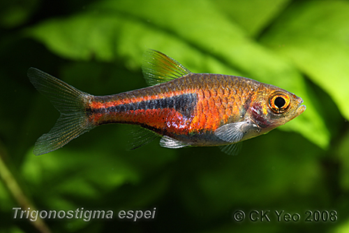 Adult specimen from the Singapore aquarium trade.