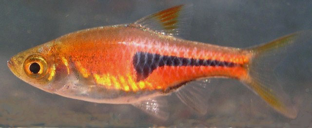 Individual from the aquarium trade....