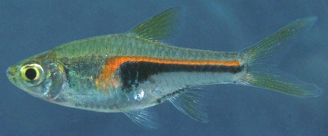 Individual from the aquarium trade....