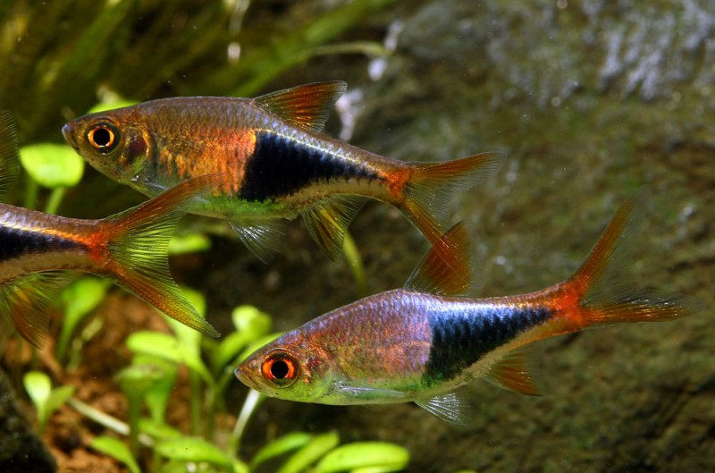 T. heteromorpha is one of the 'classic' aquarium fishes.