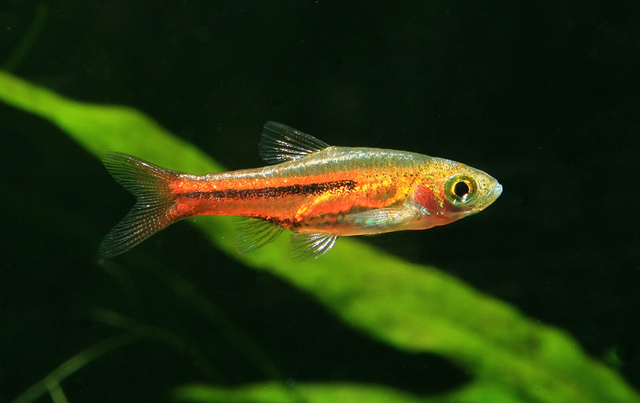 Well-conditioned adult male of Trigonostigma somphongsi.
