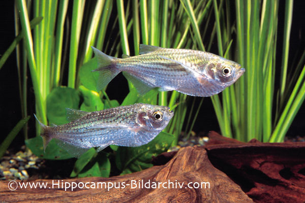 Triportheus angulatus