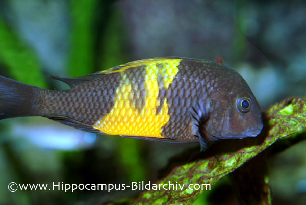 Tropheus moorii