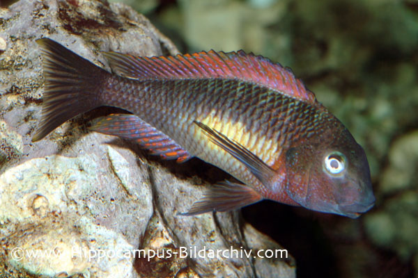 Tropheus moorii