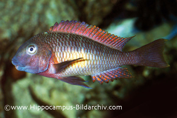 Tropheus moorii