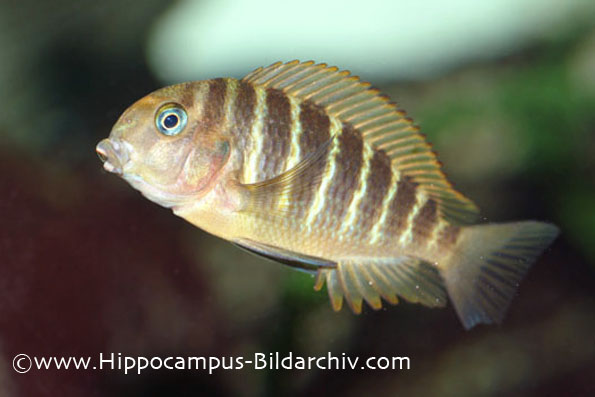 Tropheus moorii