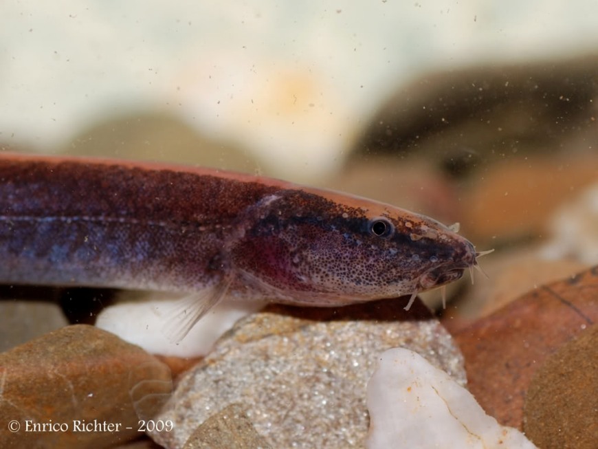 Members of this genus typically possess well-developed lateral line pores on the head.