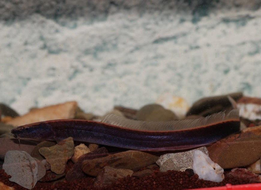 Vaillantella spp. are easily told apart from other loach genera by their unusually long dorsal fins.