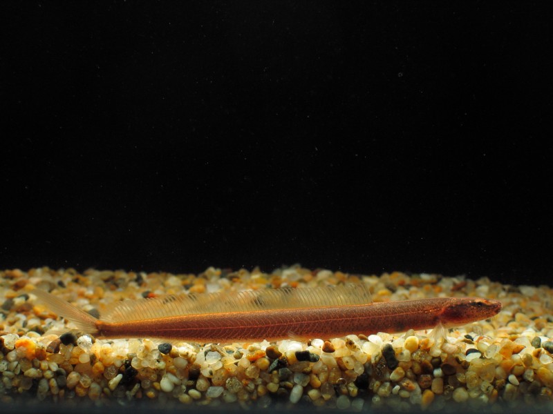 Young specimen.
