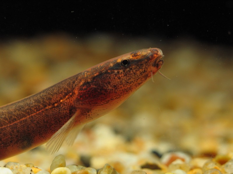 Detail of head and anterior portion of body.
