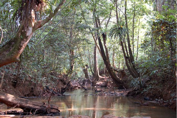 Habitat close to the border between Sarawak (Malaysia) and Kalimantan (Indonesia), Borneo.