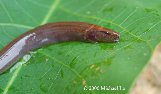 Freshly-collected wild specimen.