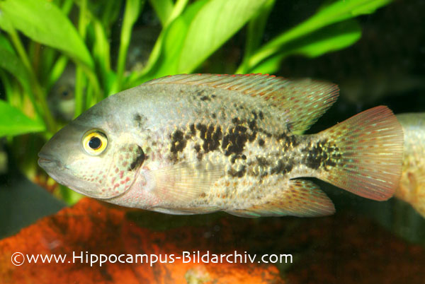 Vieja bifasciata