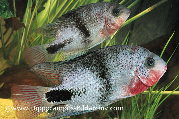 Vieja maculicauda pair, male at bottom