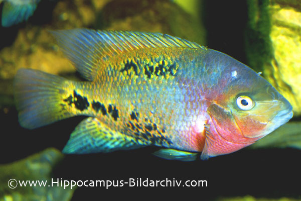 Vieja synspila subadult