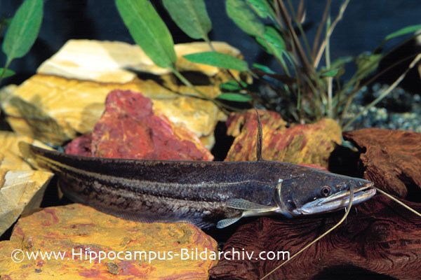 Juvenile of Wallago attu in an aquarium