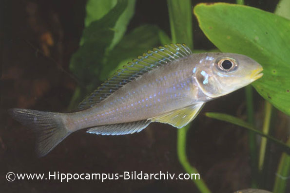 Xenotilapia flavipinnis