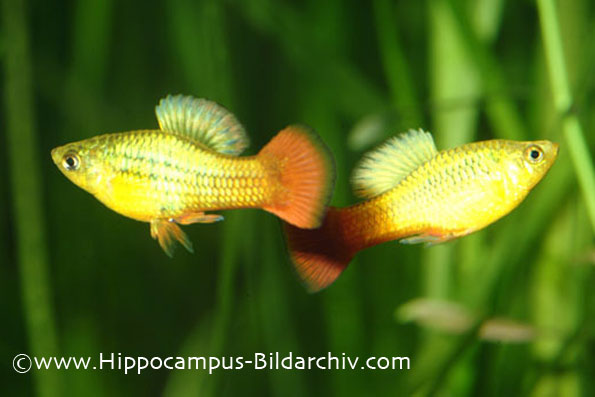 Xiphophorus variatus males