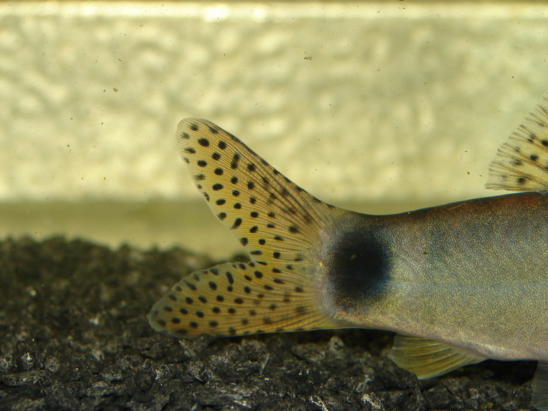 Caudal fin detail.