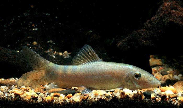 Younger specimens often lack spots in the dorsal fin.