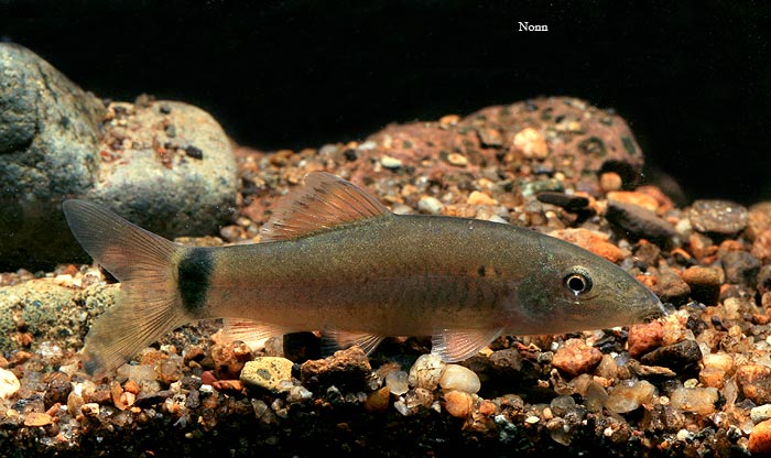 Subadult specimen with traces of juvenile patterning (dark, vertical bars on body) still apparent.